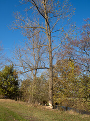 Poster - Herbst