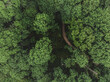 Grüner Wald mit Weg als Textur und Hintergrund
