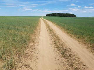 Wall Mural - Country dirt road in the field