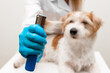 Grooming procedure in a veterinary clinic. A girl in a white robe and blue gloves shows on the tool wool from plucking a dog