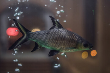 Photo background Design. Transparent Water aquarium, silver scales tail fish swim, blur highlight air bubble compressor. Mysterious Mood Lone Longing Appeasement Observation Contemplation. Care pet