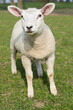 Close up of a white lamb