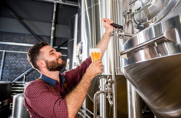 Wall Mural - Young brewer wearing a leather apron is testing beer at a modern brewery