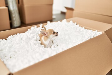 Poster - Beautiful small dog chihuahua playing funny game inside cardboard box at new home