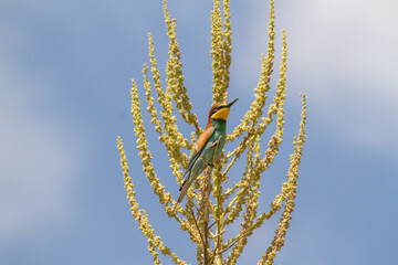 Sticker - Bee-Eater in Romania