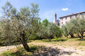 Wall Mural - Olive trees in Assisi village in Umbria region, Italy. The town is famous for the most important Italian Basilica dedicated to St. Francis - San Francesco.