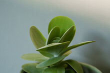 Kalachnoe Tetraphylla, Paddle Plant, Succulent, Home Decoration, Indoor Plant
