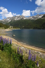 Wall Mural - flower, plant and trees around Ceresole Reale lake in Piedmont in Italy