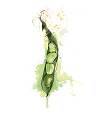 Broad bean illustration isolated on white background. Whole with watercolour splashes.