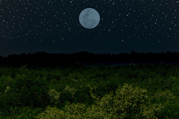 Wall Mural - full moon with trees silhouette in the dark night.