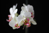 Fototapeta Storczyk - Orchidea