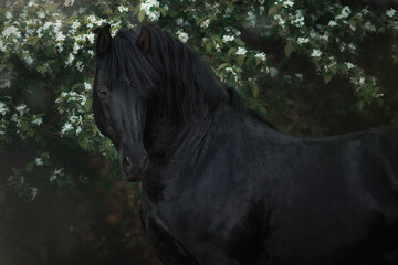 Wall Mural - Andalusian black stallion