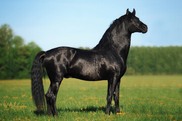 Wall Mural - Andalusian black stallion