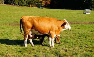 a cute little calf drinking milk of his mom cow on a sunny day in the Bavarian village Birkach (Germany)