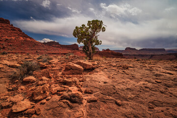 Vibrant red rocks utah landscape with one tree