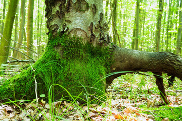 Wall Mural - Natural background with a beech tree in the thicket of the forest