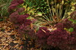 Hylotelephium spectabile, blühende Prächtige Fetthenne,  Sukkulenten, in einem Garten oder Park zur herbstlichen Jahreszeit