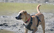 anatolian shepherd, Dog running, Pet playing, Pet exercising, Pet healthy, Dog with breastplate
