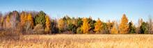 Pine And Larch Trees Next To A Wisconsin Harvested Corn Field In October