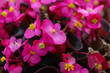 pink cheimantha begonia on a background of green leaves
