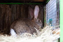 Large Gray Rabbit In An Open Cage With A Feeder. Breed Belgian Giant. Raising Domestic Rabbits On The Farm. Close-up.