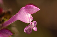 Henbit, Lamium Amplexicaule, Common Henbit Purpleand White Flower Macro