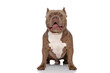 sweet american bully puppy sticking out tongue and panting