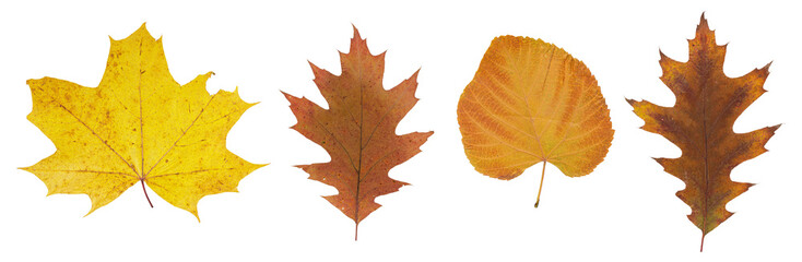 Wall Mural - set of autumn leaves isolated on white background. high resolution.
