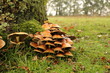a big group yellow and brown sulphur tuft mushroom against the stem of a tree in the green grass closeup in a forest in autumn