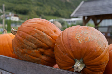 Canvas Print - Heap of freshly harvested pumpkins