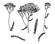 YARROW set in sketch style. hand-drawn set of medicinal yarrow plant, isolated black outline on white flower and leaf for a natural design template