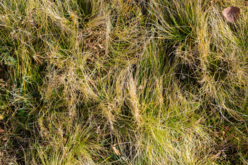 Wall Mural - Close up view of the yellow grass.
Abstract background of yellowed dry grass, autumn lawn.