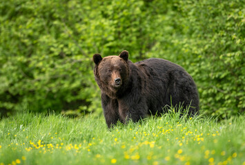Wall Mural - Wild brown bear adult male ( Ursus arctos )