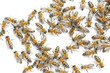 © Pixel-Shot - Honey bees on white background