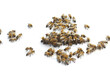 © Pixel-Shot - Honey bees on white background
