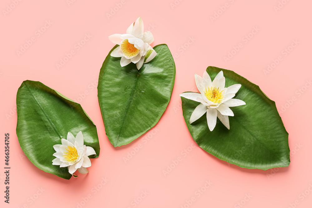Green leaves and white lotus flowers on white background