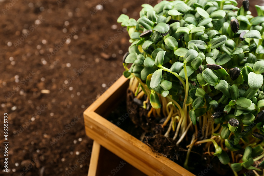 Wooden boxes with green seedlings in garden, closeup
