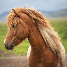 Profile Portrait Of A Beautiful Icelandic Horse In A Field.