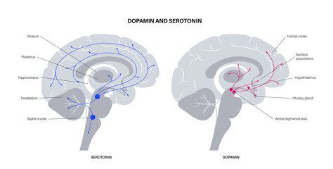 Sticker - Serotonin and dopamine pathway