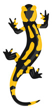 Fire Salamnder, Illustration, Vector On A White Background.