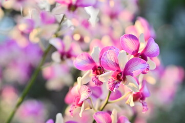 Wall Mural - the shilin residence orchid show 2021. branch of blooming pink phalaenopsis orchid close-up, beautif