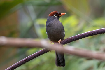 Poster - beautiful Chestnut-capped laughingthrush bird in nature