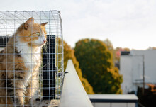 Cat Sitting In Catio Or Cat Outdoor Enclosure While Looking At Something Interested. Cat Is Inside A Chicken Wire Box On Rooftop Patio Of A Four Story Building, Overseeing A Residential Neighborhood. 