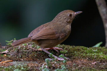 Poster - a Buff-breasted Babbler bird in nature