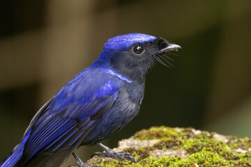 Poster - a Large Niltava male (Niltavagrandis) bird in nature