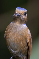 Wall Mural - a Large Niltava Female (Niltavagrandis) bird in nature