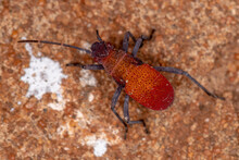 Soapberry Bug Nymph