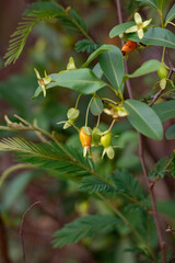 Canvas Print - Fruits of the Cherry of the Rio Grande