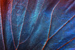 colorful morpho butterfly wing. tropical butterfly wing texture background