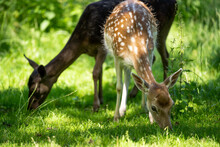 Two Fallow Deer Graze On The Grass In Summer